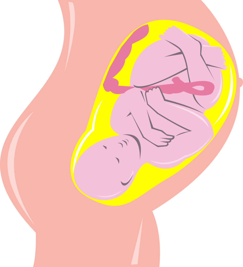 Эмбрион в матке рисунок